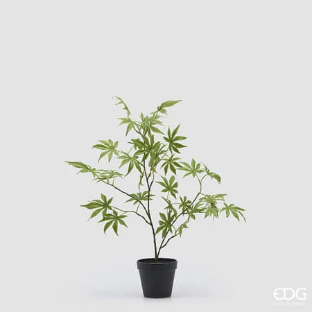 Клен EDG Enzo De Gasperi Арт.2300616A700
