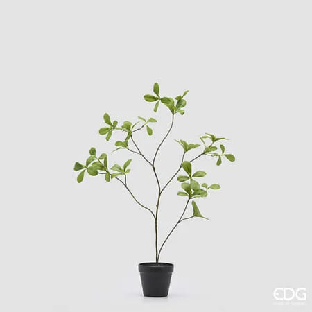 Коринокарпус EDG Enzo De Gasperi Арт.2300619A700