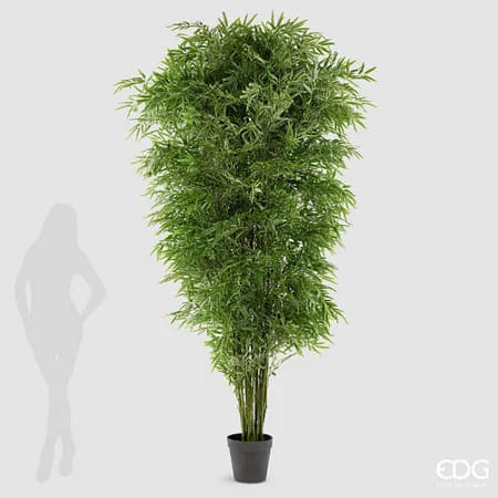 Бамбук EDG Enzo De Gasperi Арт.2300588A700