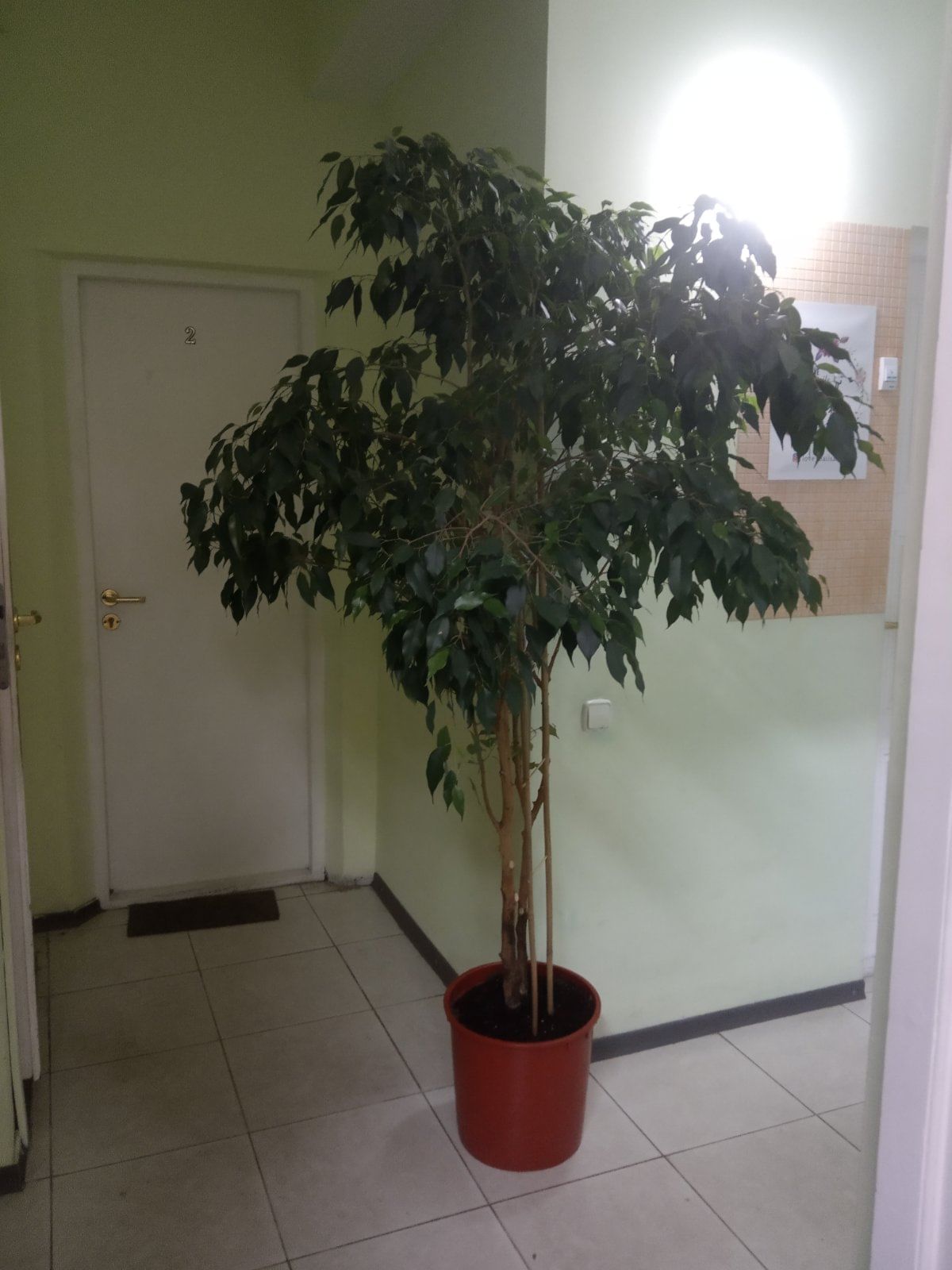 Бенджамина Даниэль Фикус