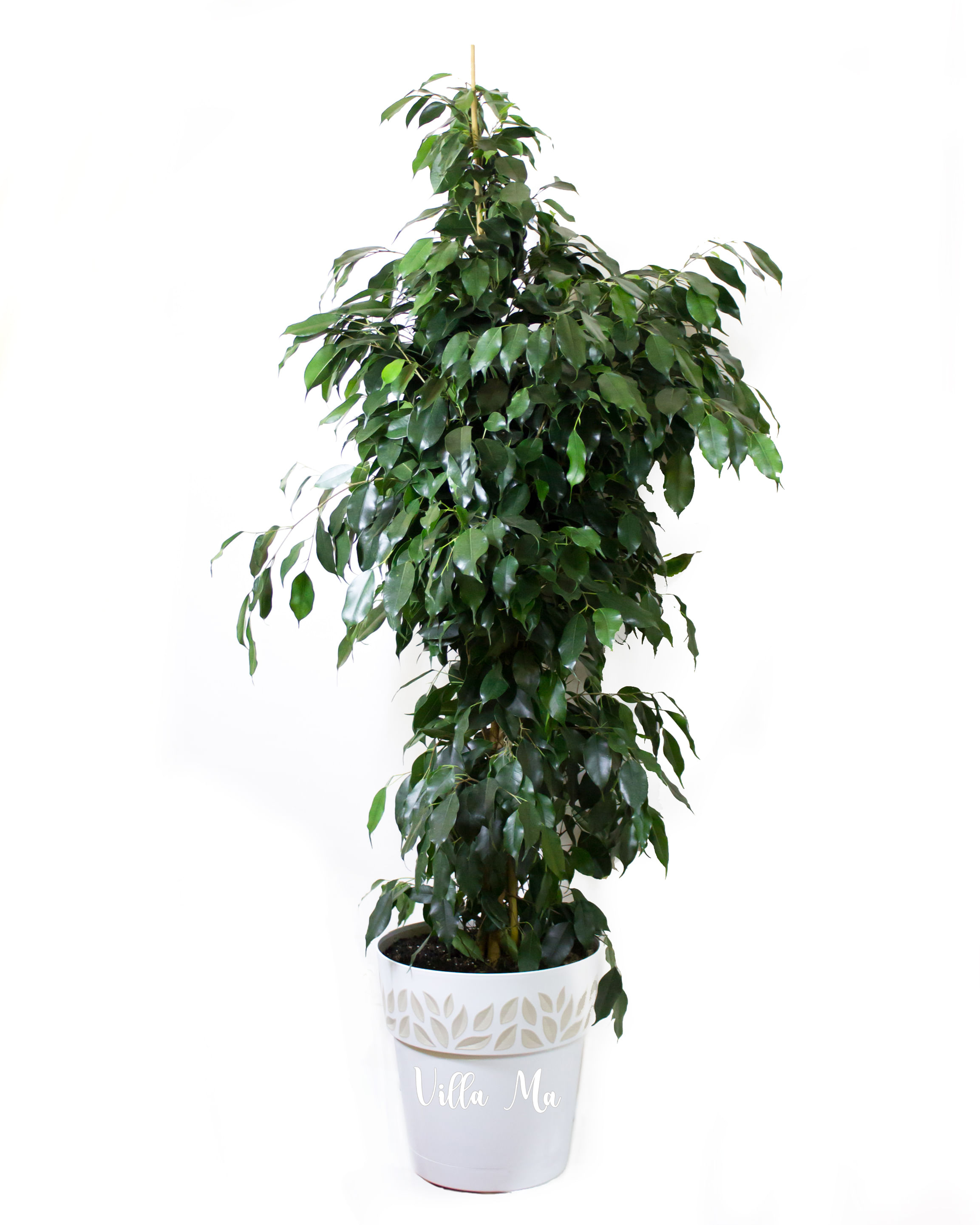 Бенджамина Даниэль Фикус