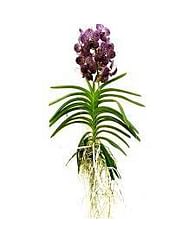 Орхидея Ванда в вазе
