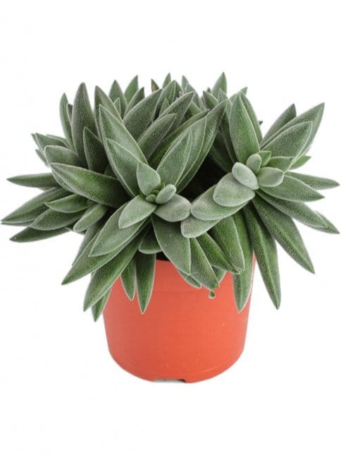 Крассула толстянка Д10см, микс