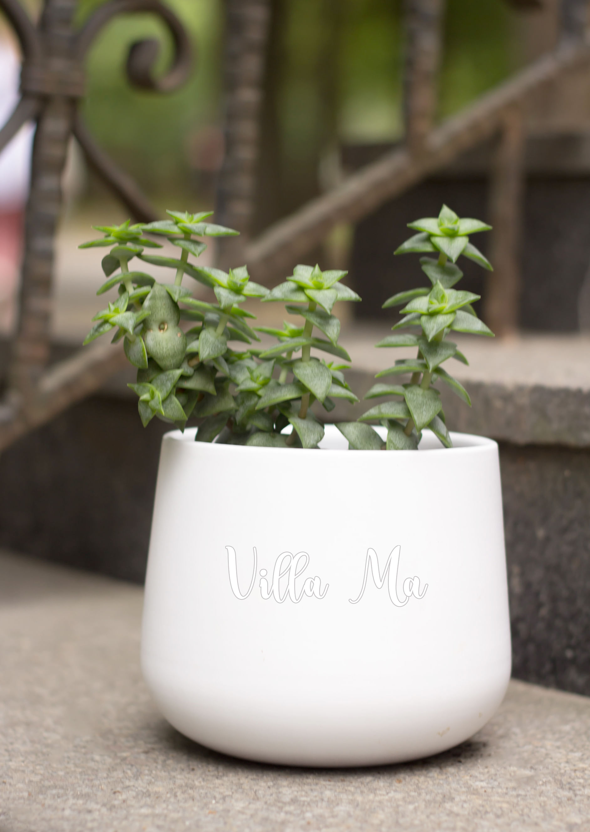 Крассула толстянка Д10см, микс