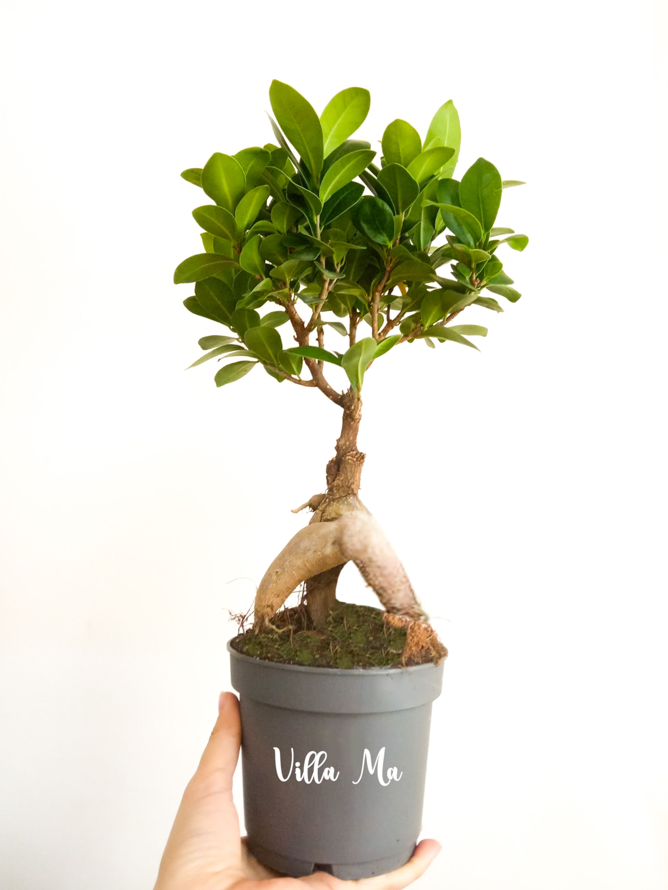 Гинсенг микрокарпа Фикус