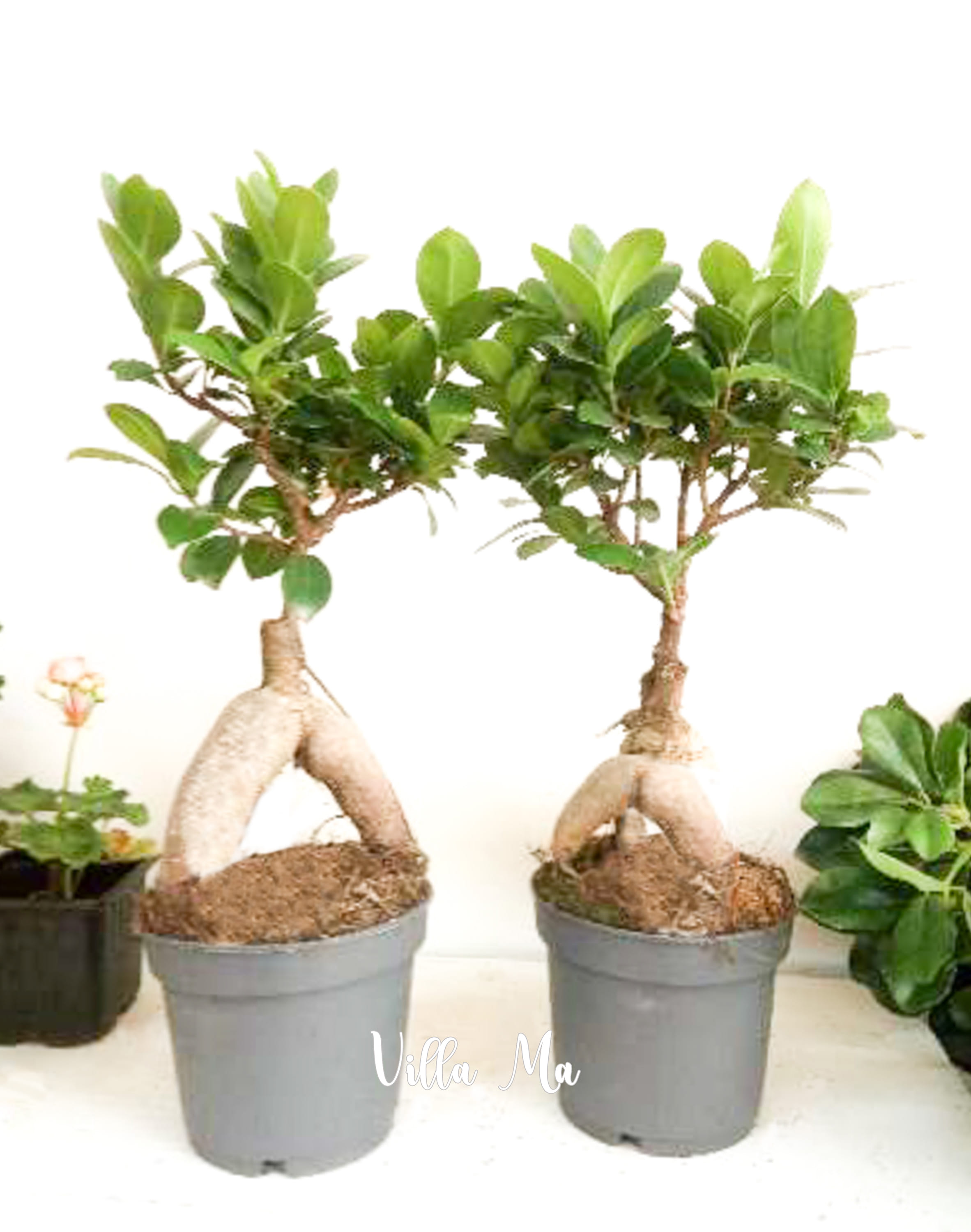 Гинсенг микрокарпа Фикус