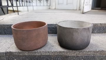 Бонсай Фикус Гинсенг микрокарпа