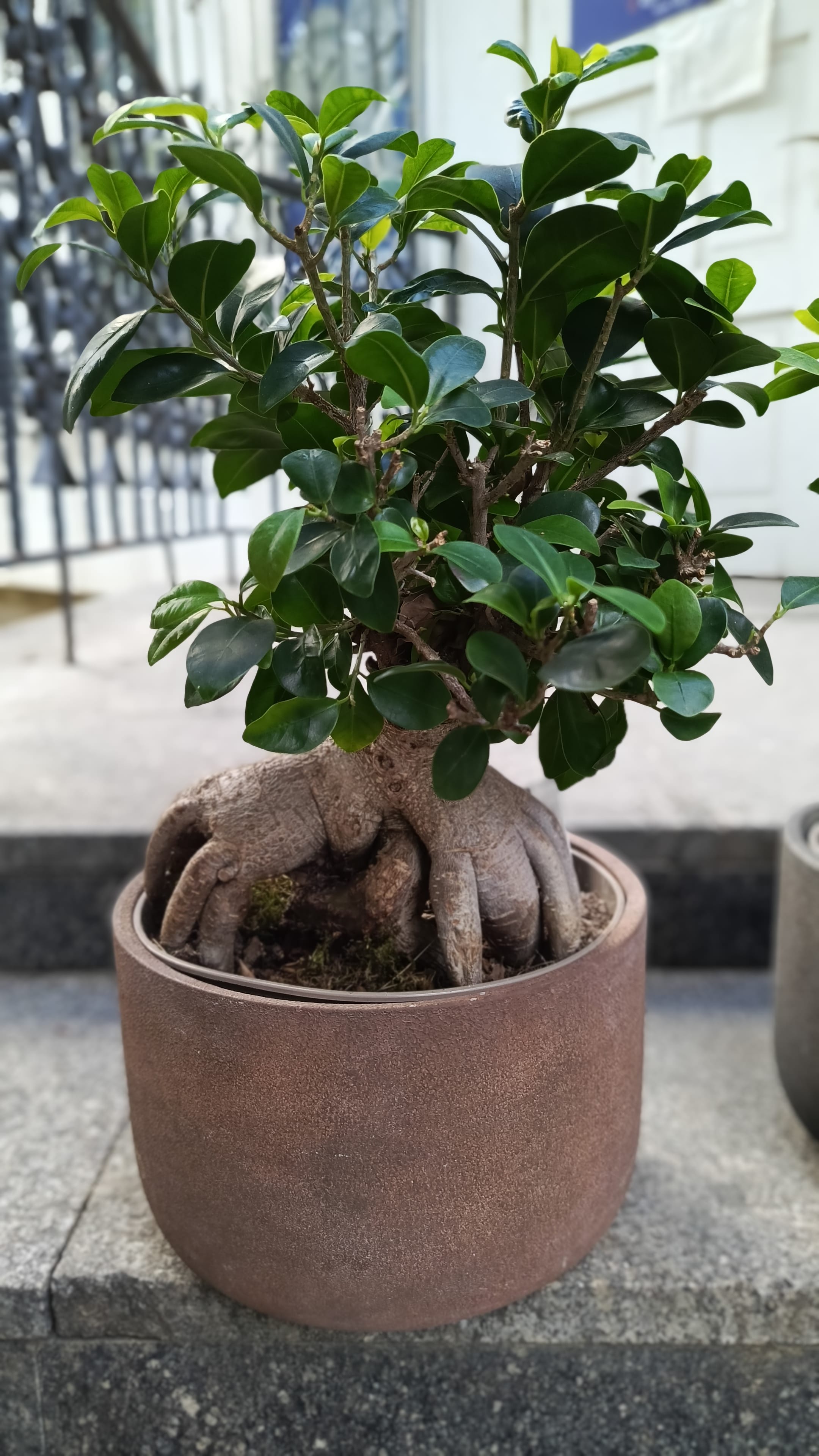 Бонсай Фикус Гинсенг микрокарпа