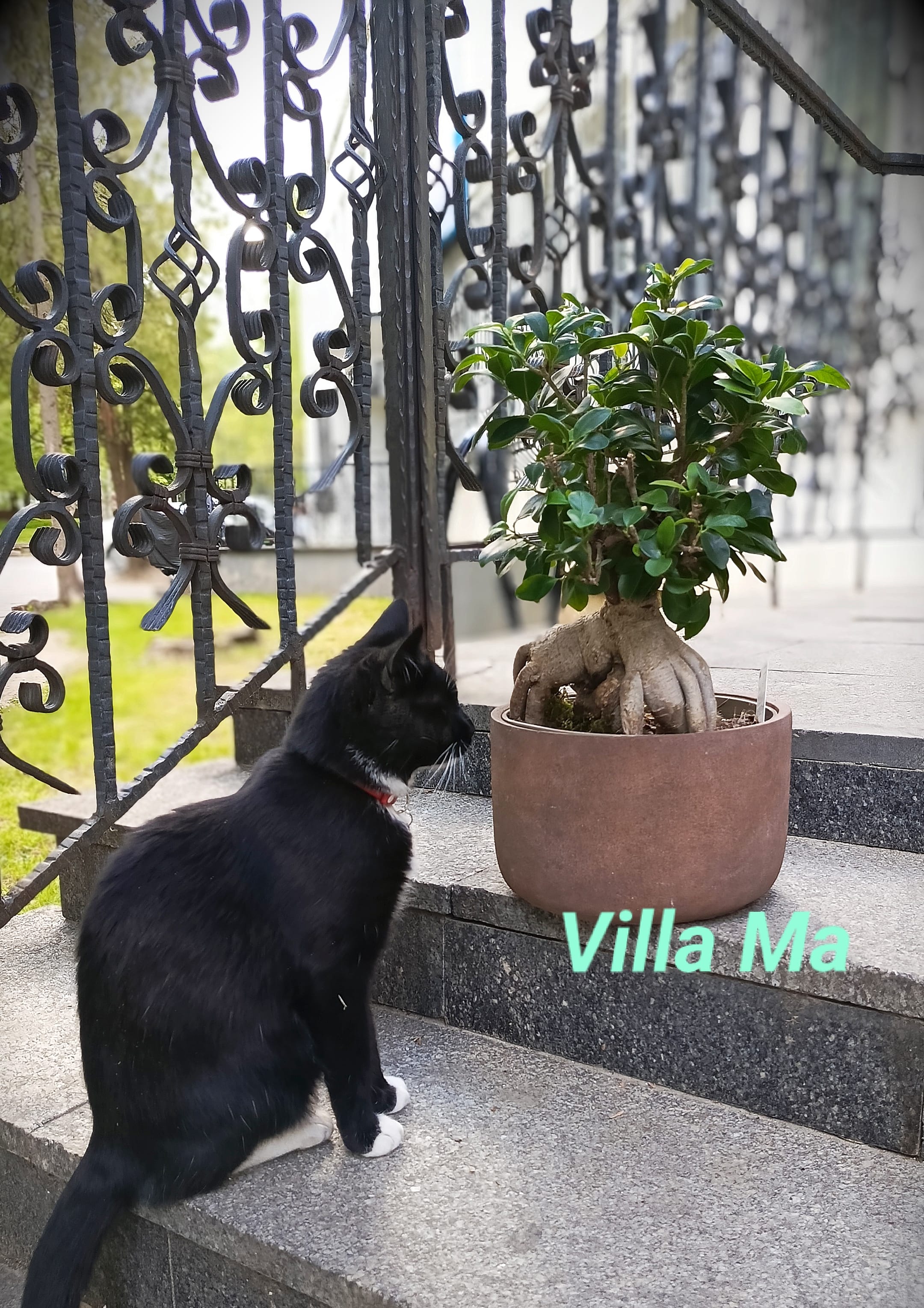 Бонсай Фикус Гинсенг микрокарпа