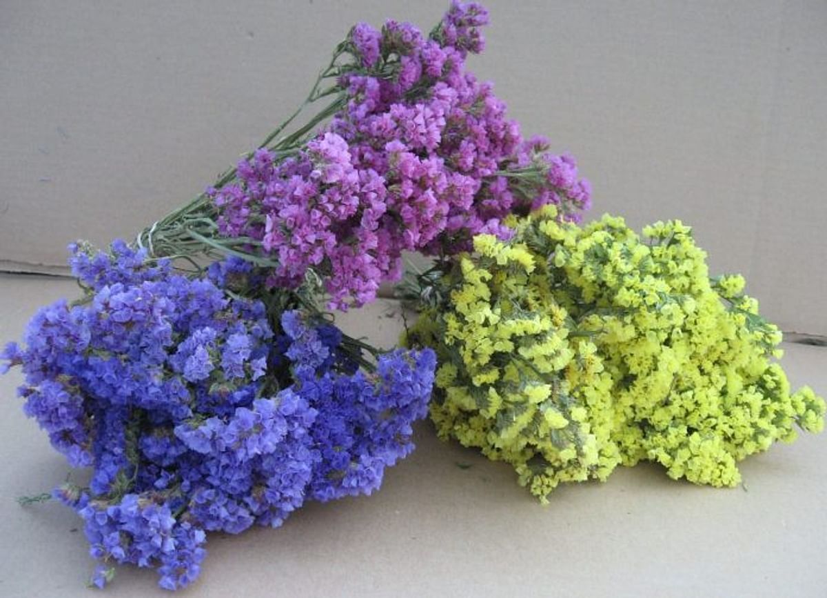 Купить статица кермек сухоцвет в Минске — интернет-магазин растений и  сухоцветов Villa Ma, и курьером по беларуси