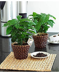 Кофейное дерево Арабика кофе