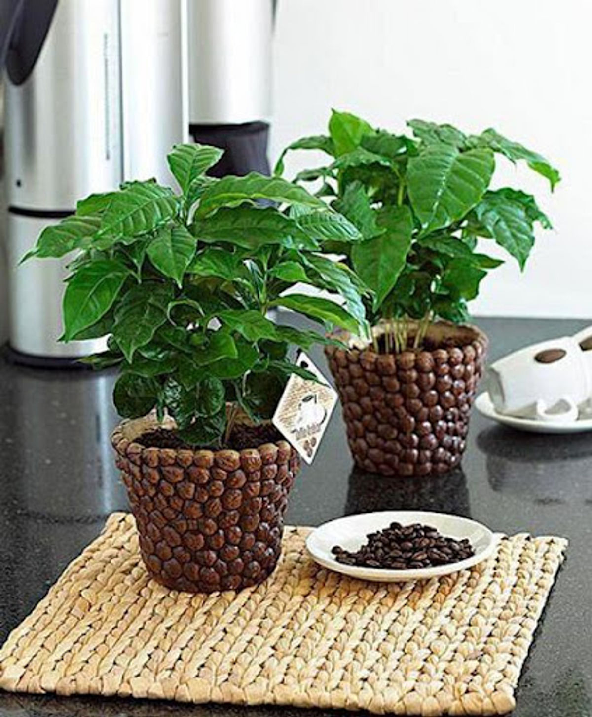 Домашние растения кофе арабика