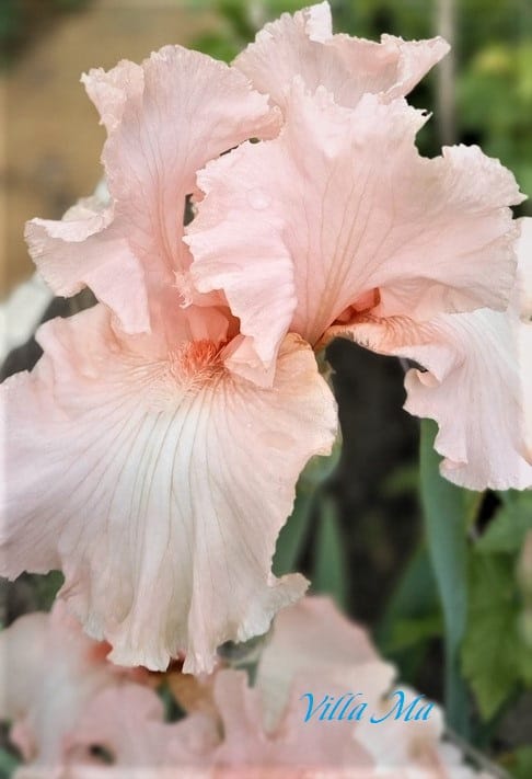 Ирис германский РОЗОВЫЙ к-т №1, 3шт.