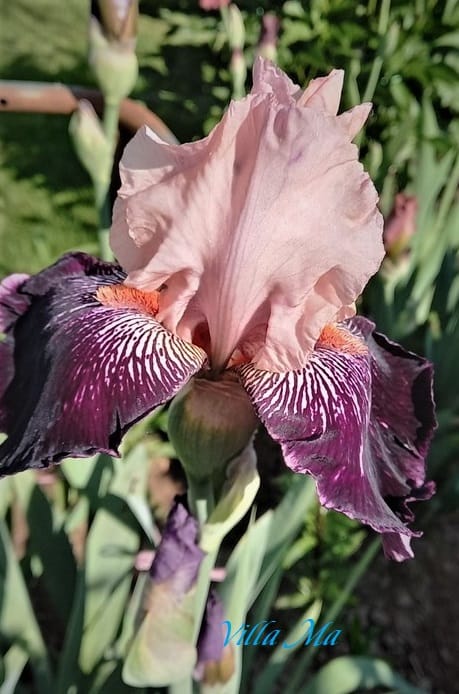 Ирис германский РОЗОВЫЙ к-т №1, 3шт.