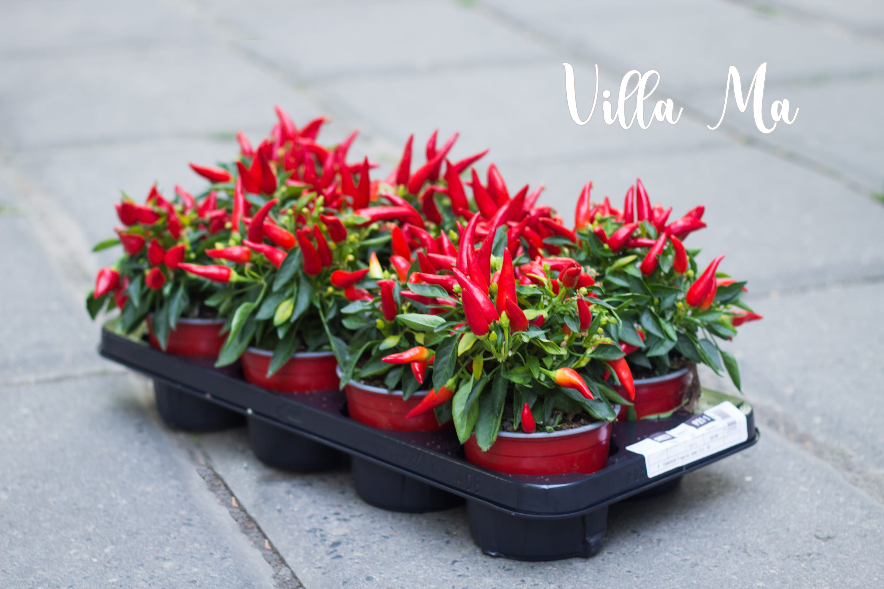 Палета для горшков с растениями \ поддон