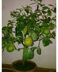 Цитрусовое деревце Лемандарин \ Рангпур Лайм citrina