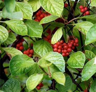 Китайский лимонник (2шт.) садовый