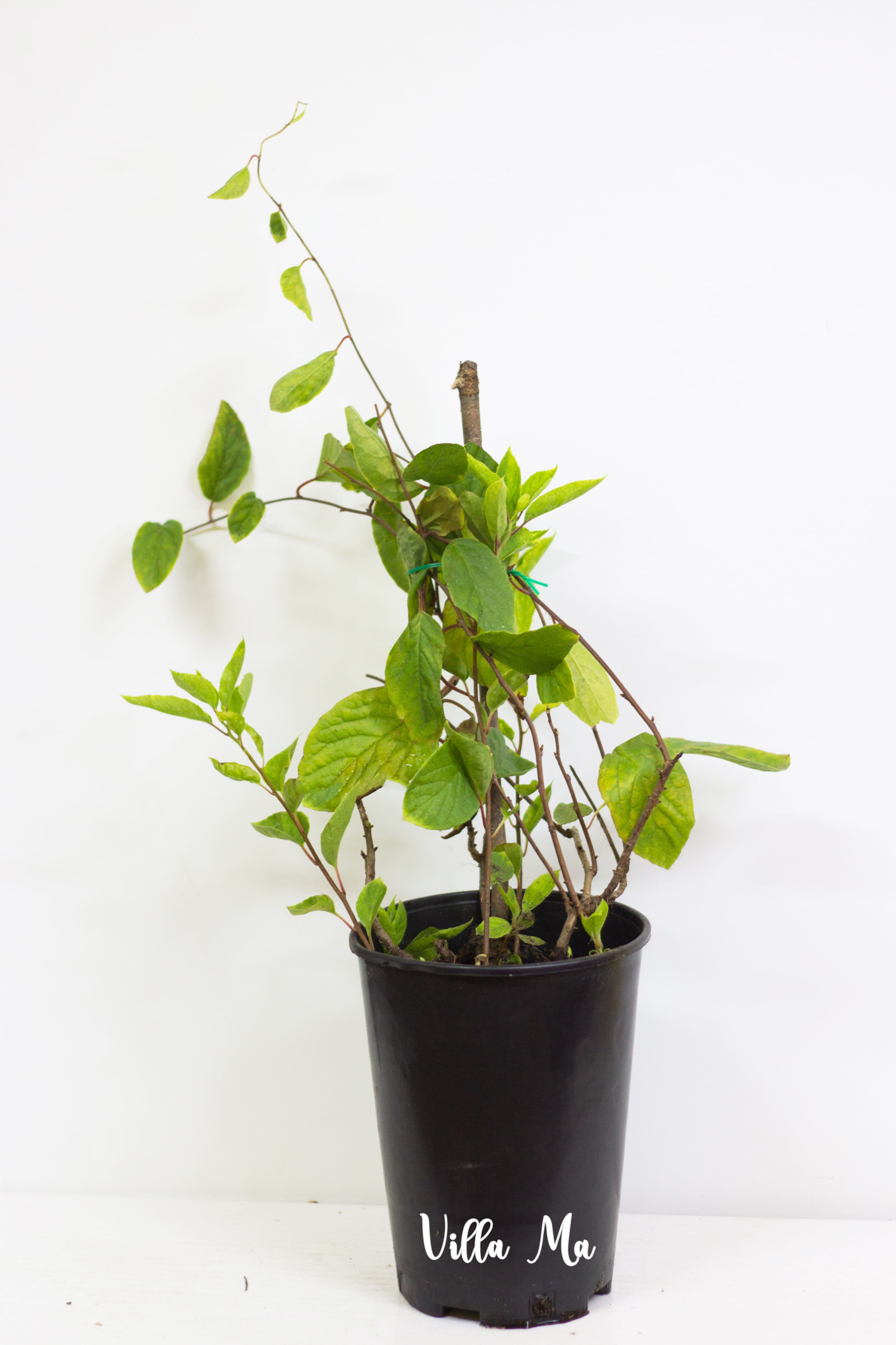 Китайский лимонник (2шт.) садовый