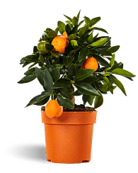 Клементин мандарин 65см citrina