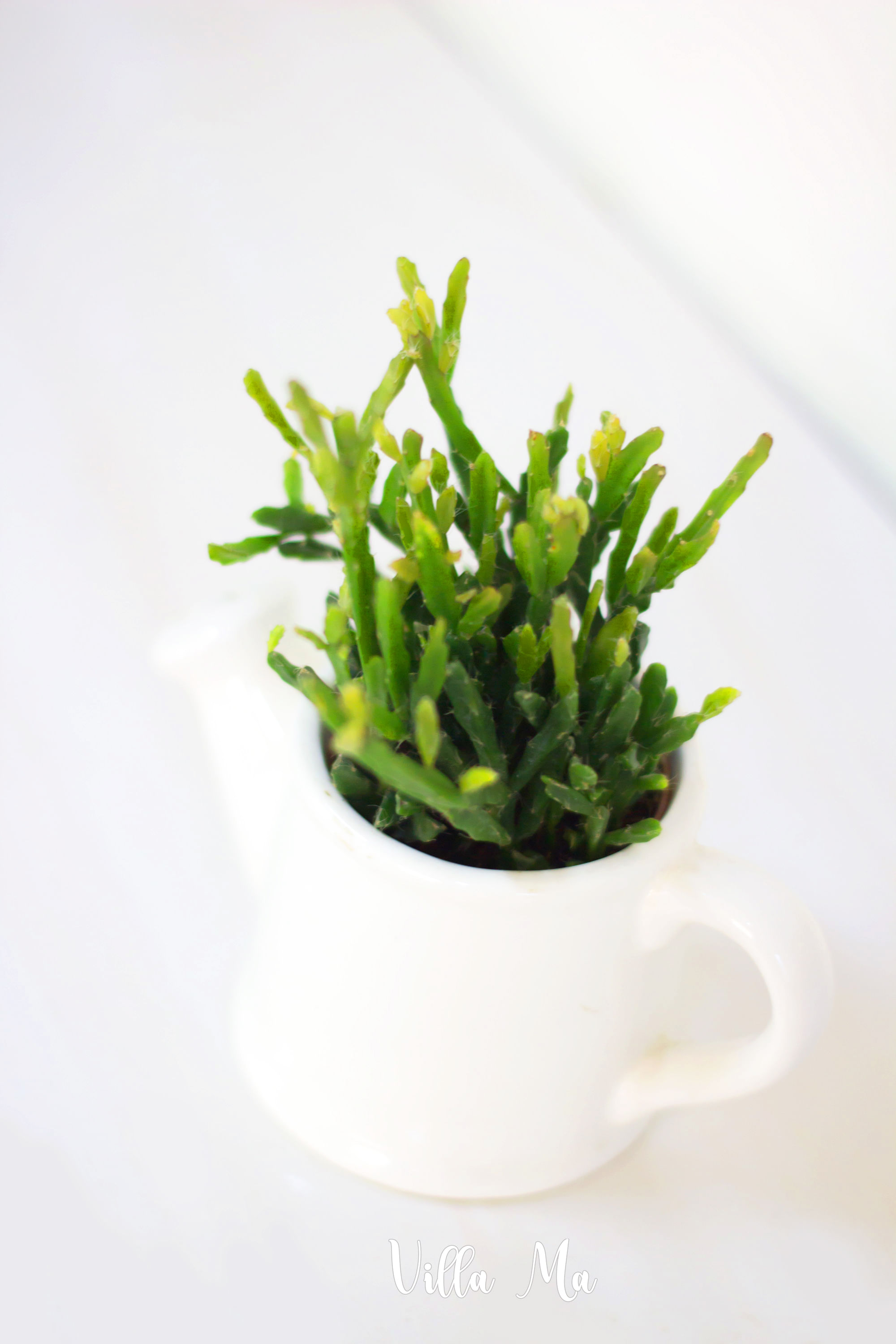 Рипсалис D6 микс