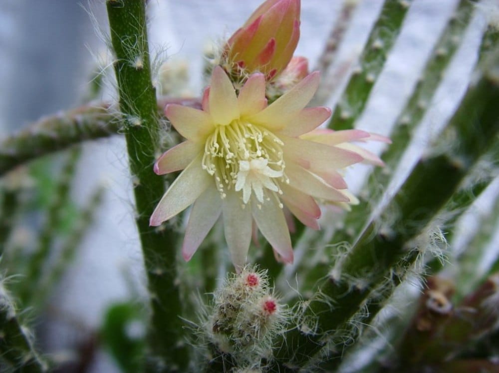 Рипсалис D6 микс