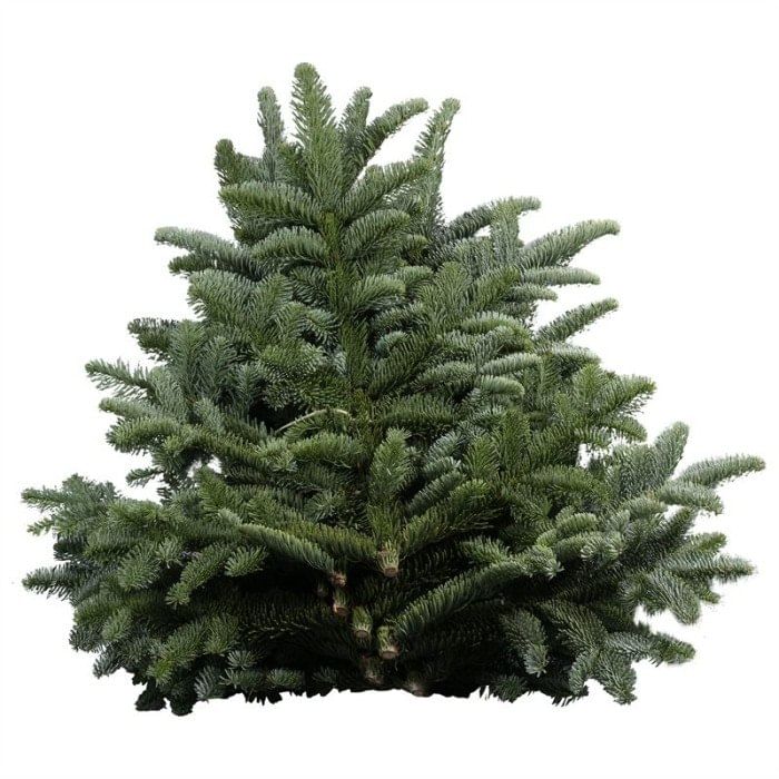 Пихта Нобилис ветки - СВЯЗКА 5кг