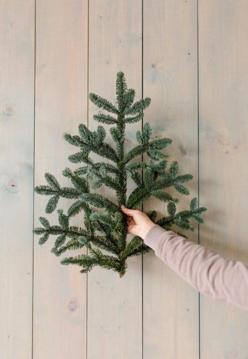 Пихта Нобилис ветки - СВЯЗКА 5кг