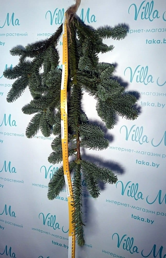 Ветки срезанные пихты купить ОПТОМ Минск 2024, купить Лапник Нобилис в ...