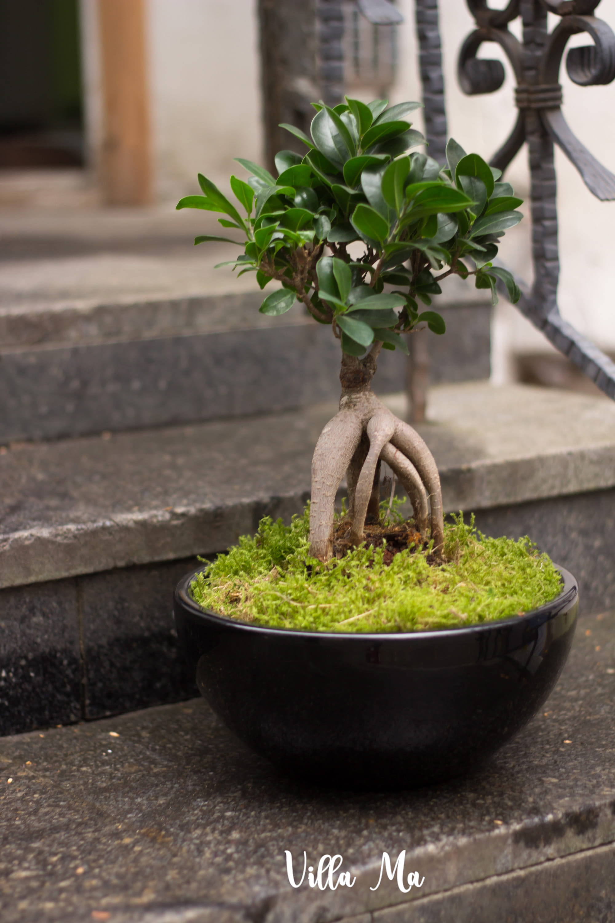 Бонсай Фикус Гинсенг микрокарпа в чаше из керамики