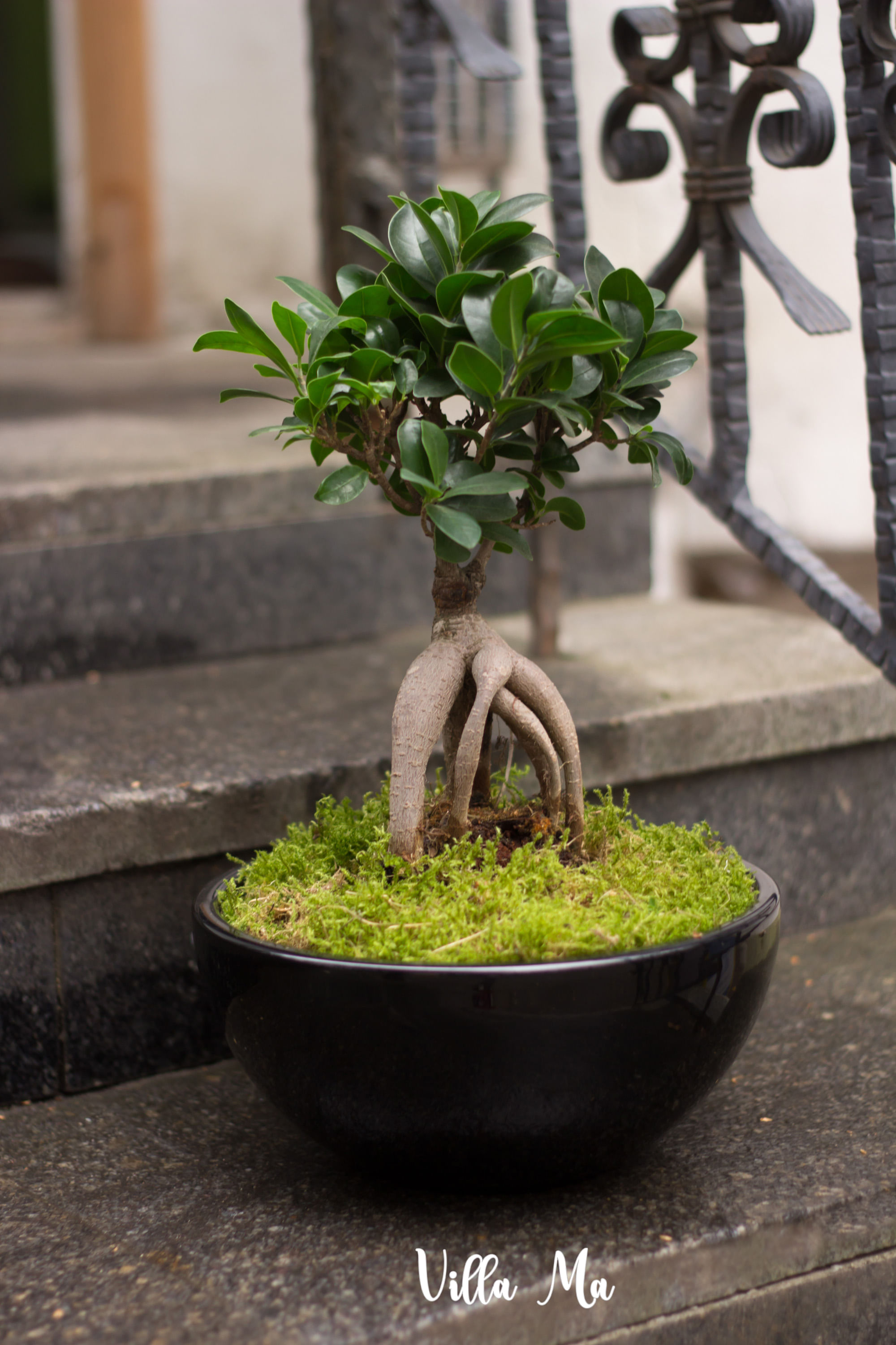 Бонсай Фикус Гинсенг микрокарпа в чаше из керамики