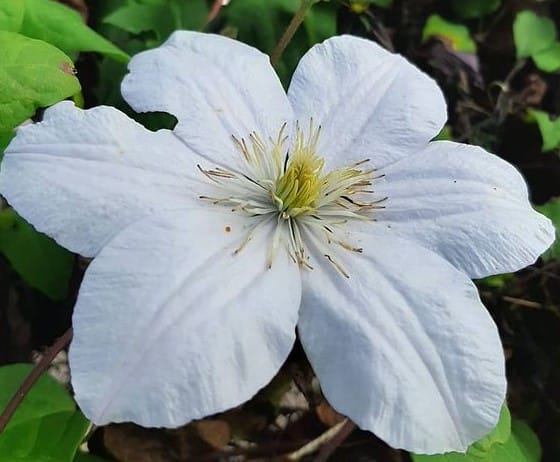 Клематис белый