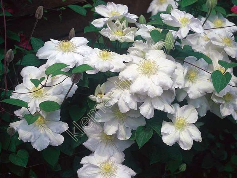 Клематис белый