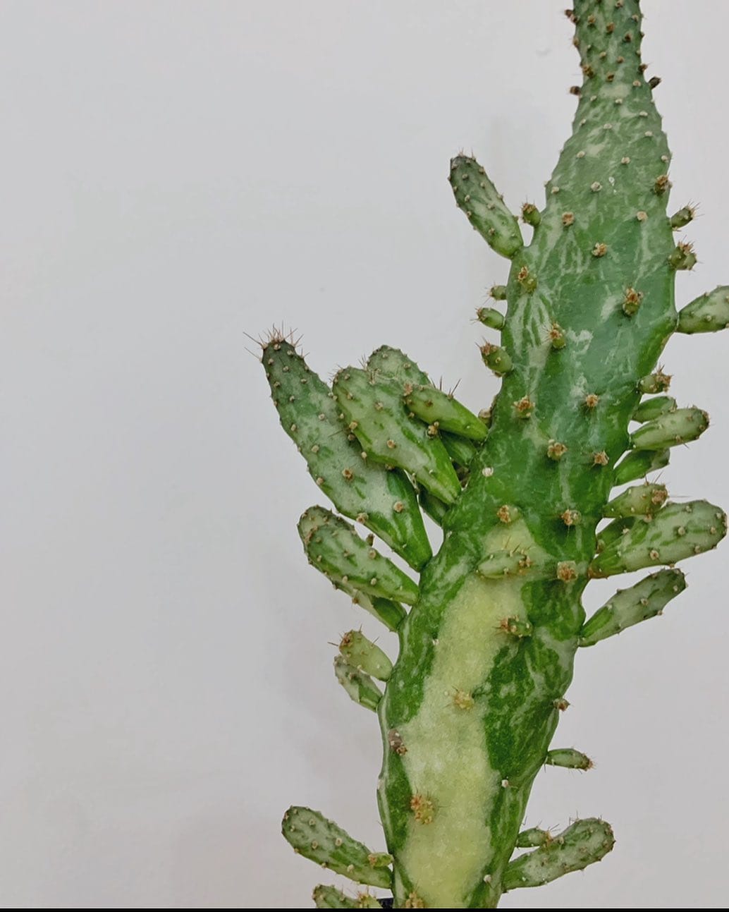 Кактус Опунция Монаканта вариегатная