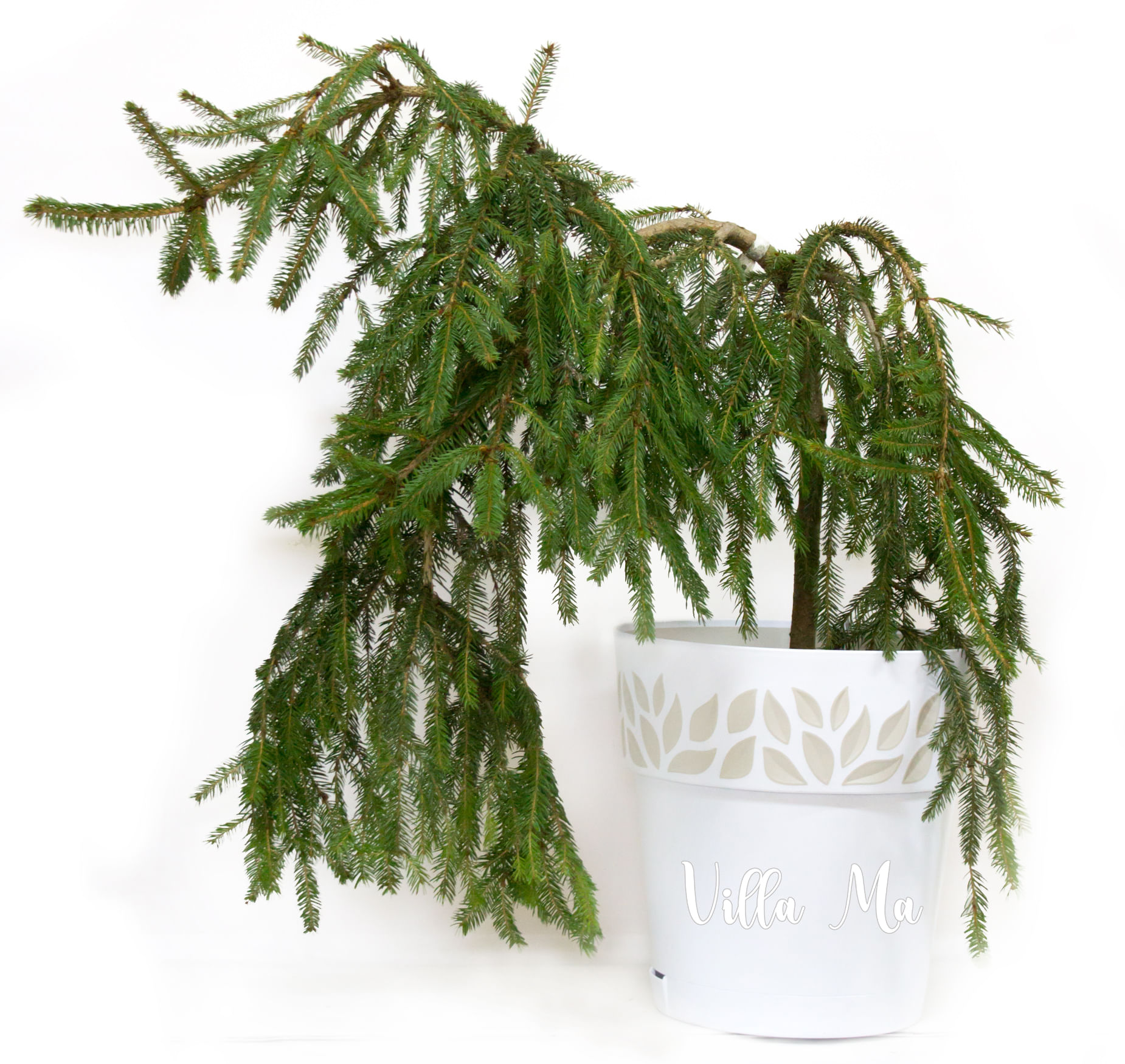 Ель зеленая плакучая Picea abies Inversa