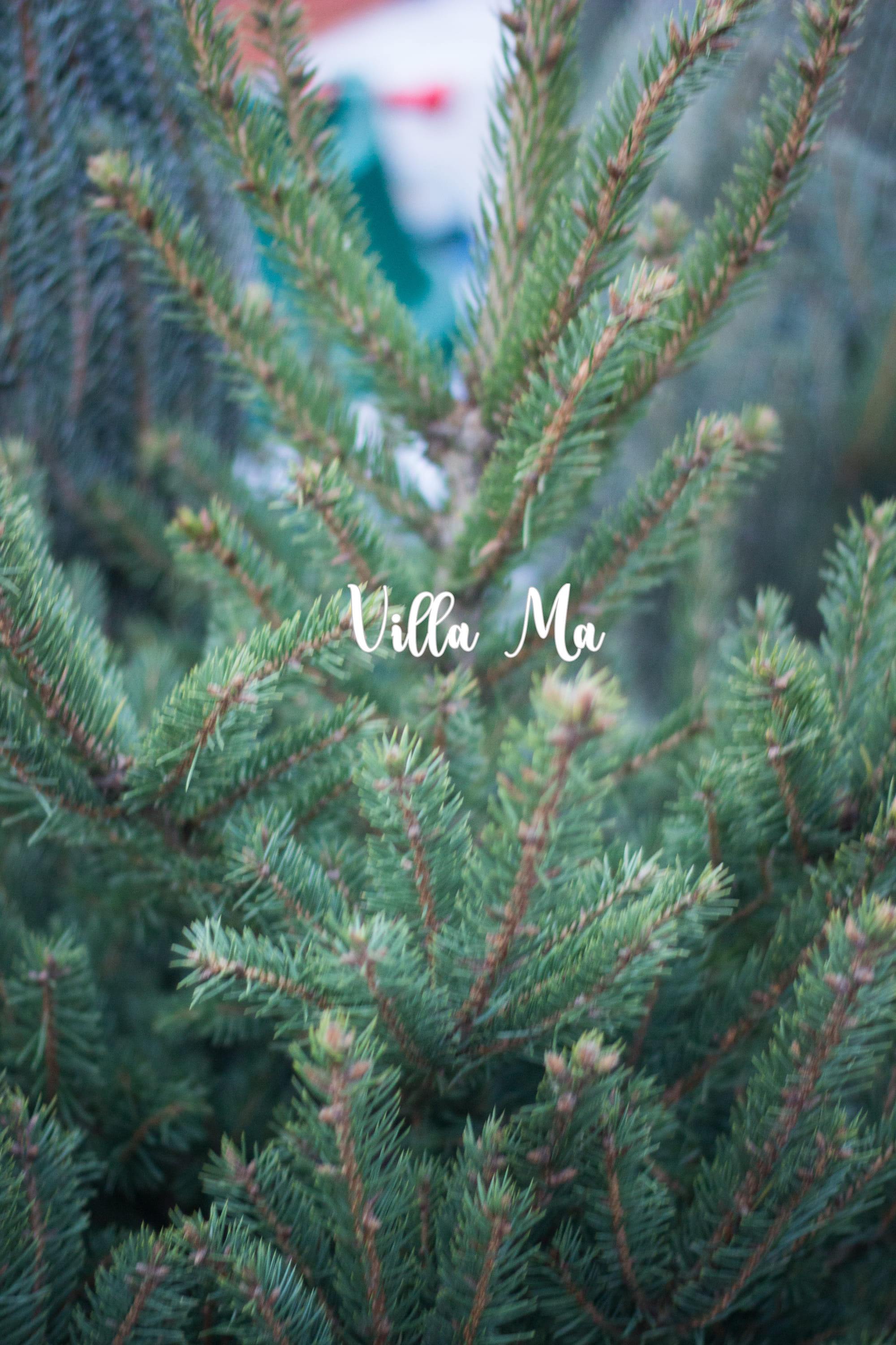 Ель зелёная в горшке ёлка новогодняя