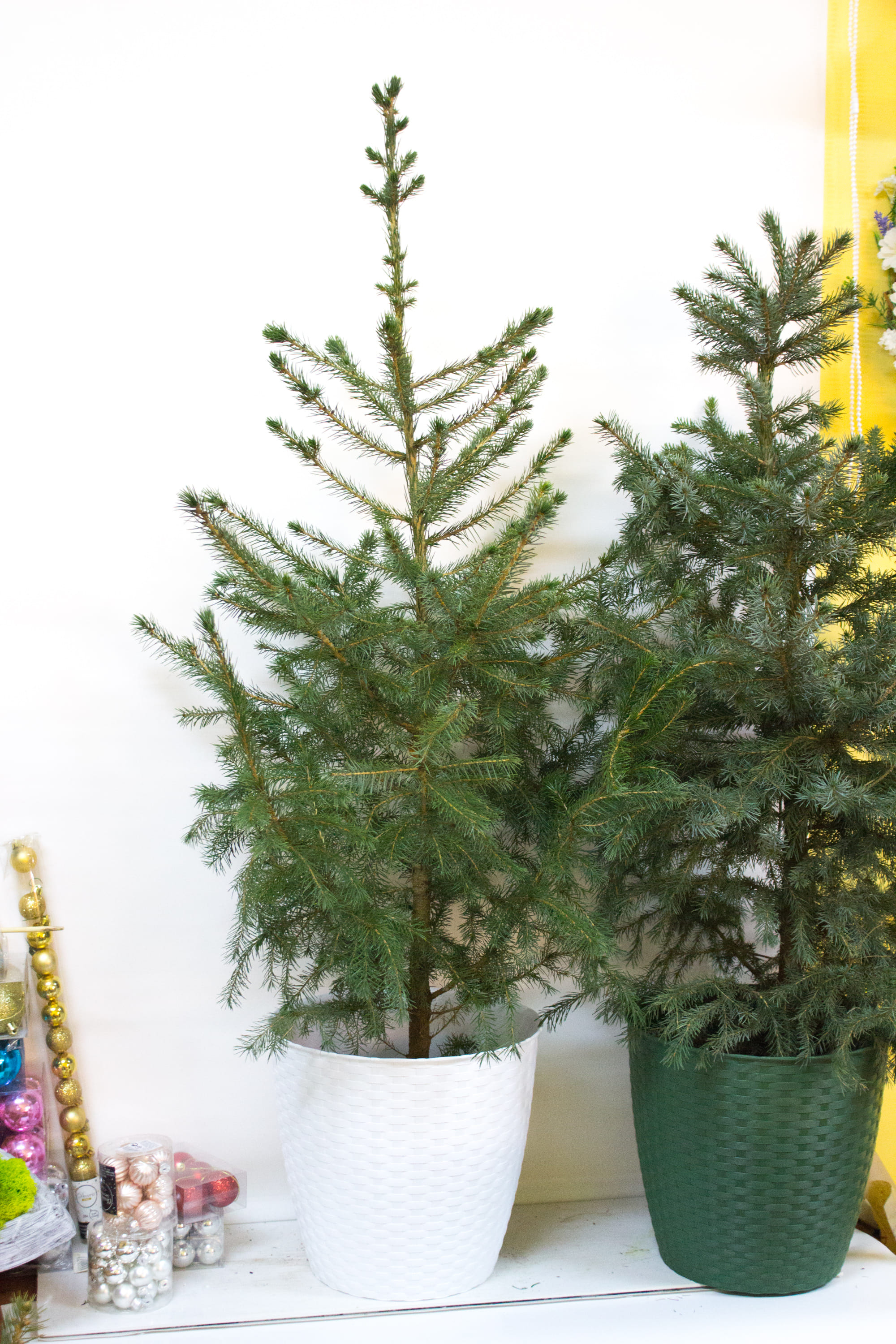 Ель зелёная в горшке ёлка новогодняя