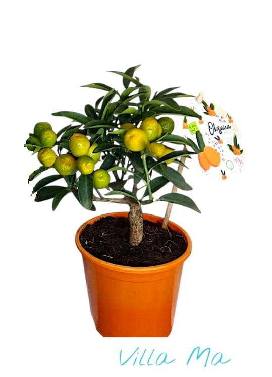 Кумкват мини-штамб