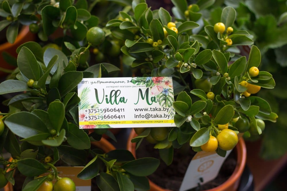 Кумкват мини-штамб