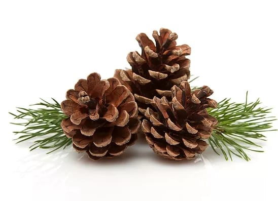Шишки сосновые комплект