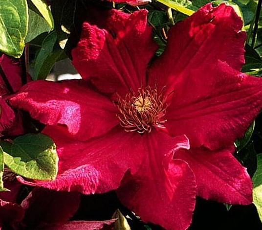 Клематис Кардинал Вышинский