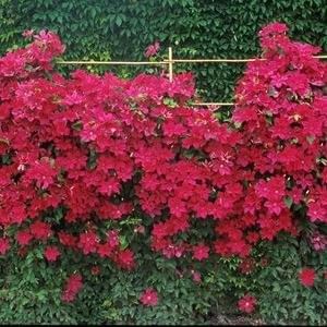 Клематис Кардинал Вышинский