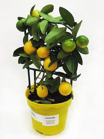 Лимон Флоридана с плодами 12