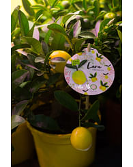 Лимон Флоридана с плодами 15