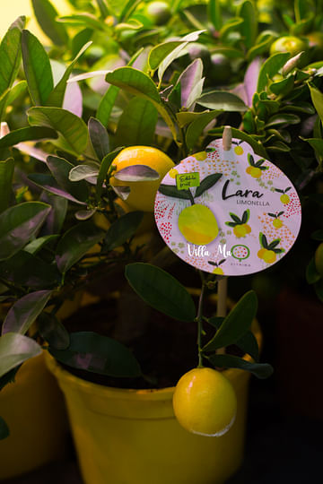Лимон Флоридана с плодами 15