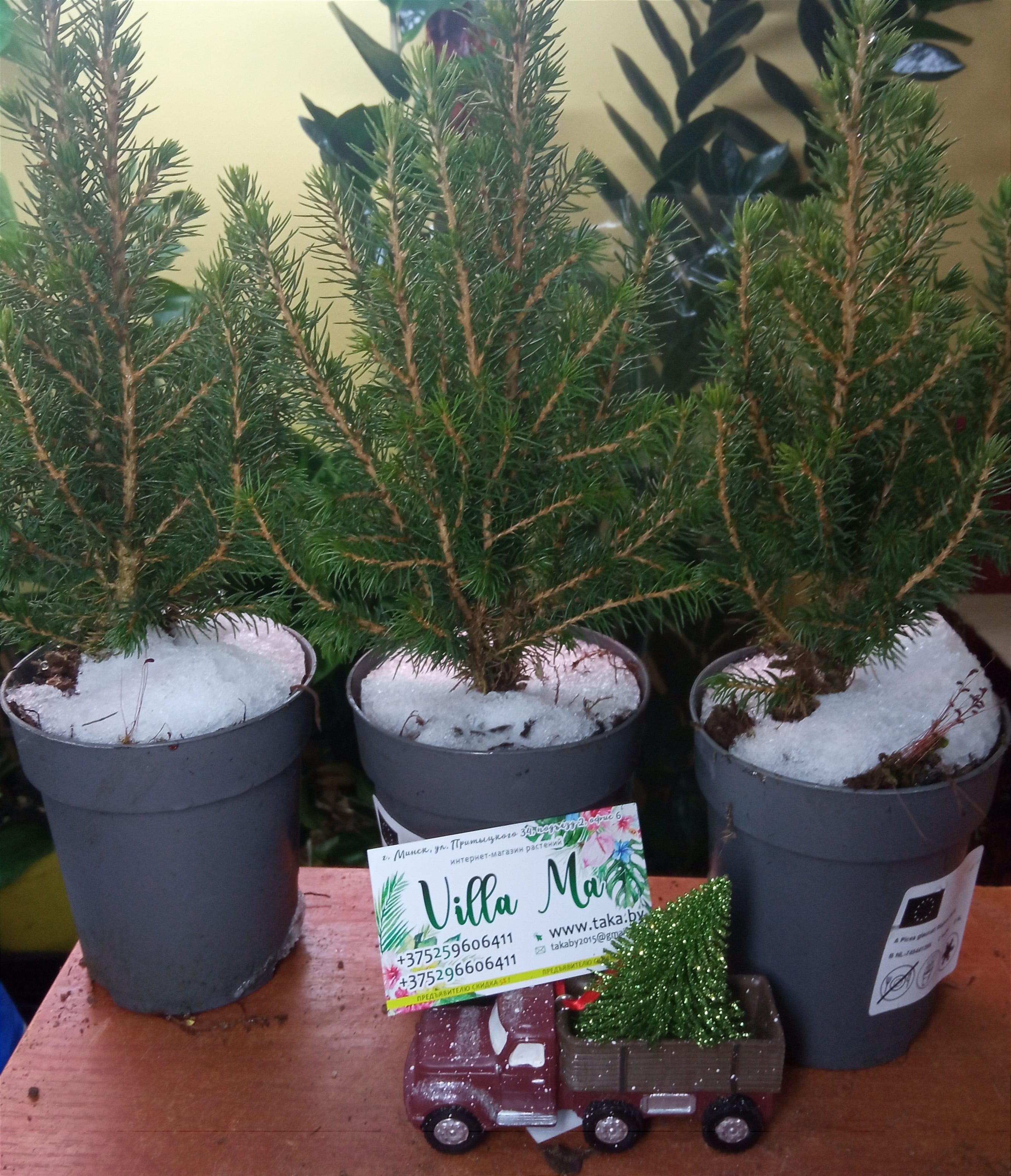 Ель канадская Коника /S новогодняя