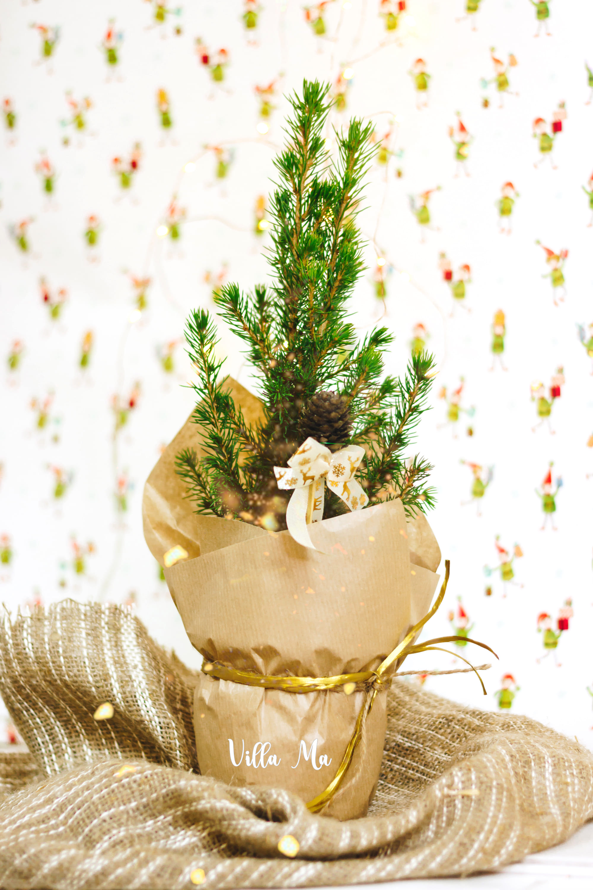 Ель канадская Коника /S новогодняя