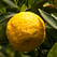 Лимон Пурша с плодами на штамбе \ на решетке