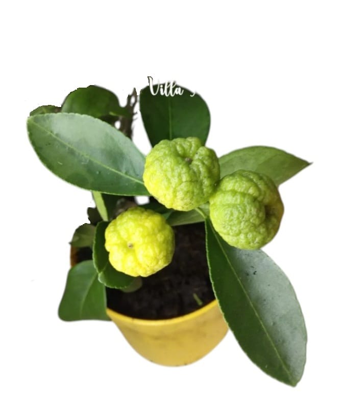 Лимон Пурша с плодами на штамбе \ на решетке