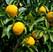 Лимон Пурша с плодами на штамбе \ на решетке