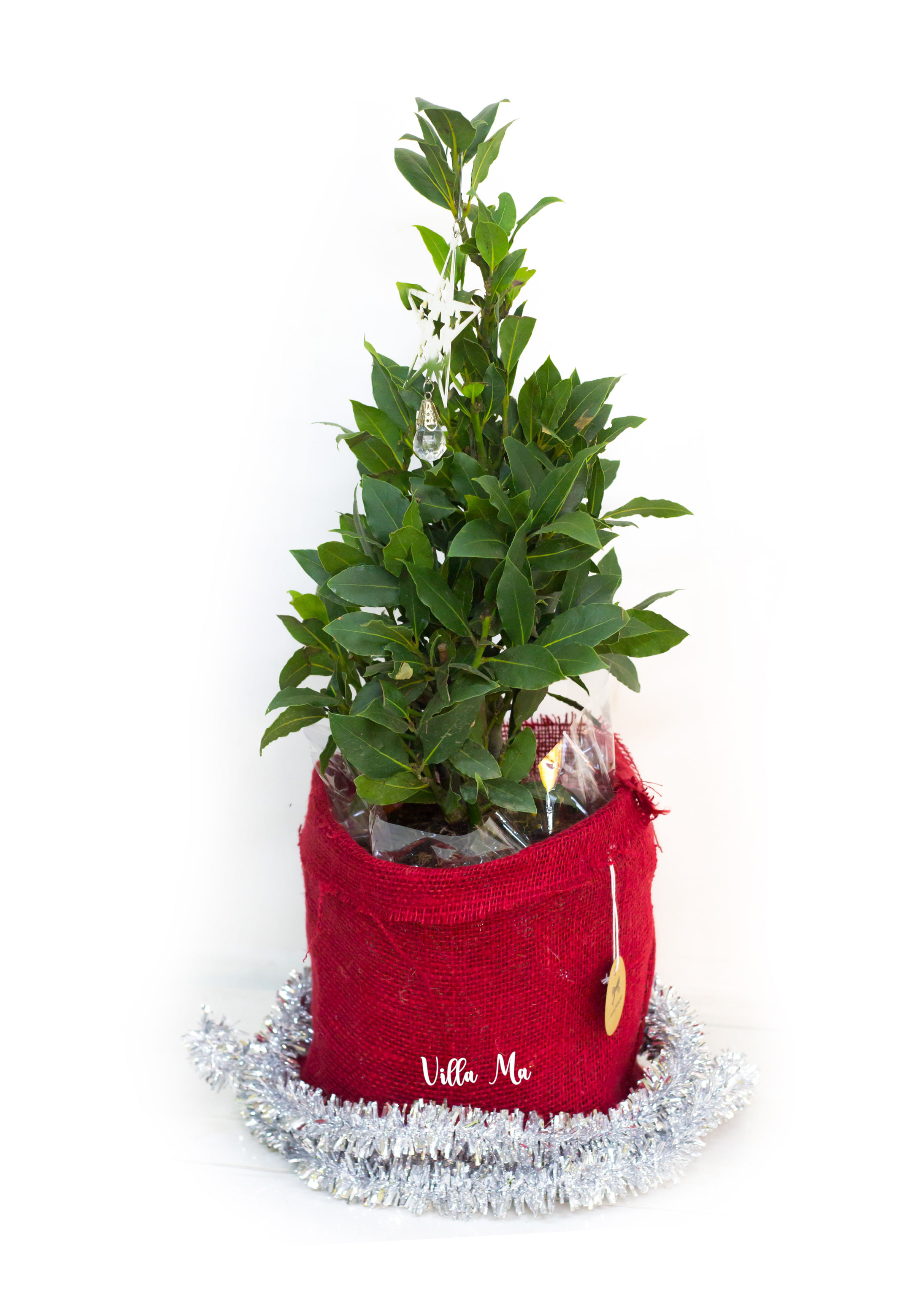 Новогоднее дерево Лавр Благородный в дек.мешке